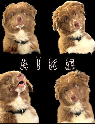 abracadabra Arrow dit Aïko