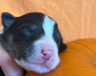 All black ??(collier bleu)