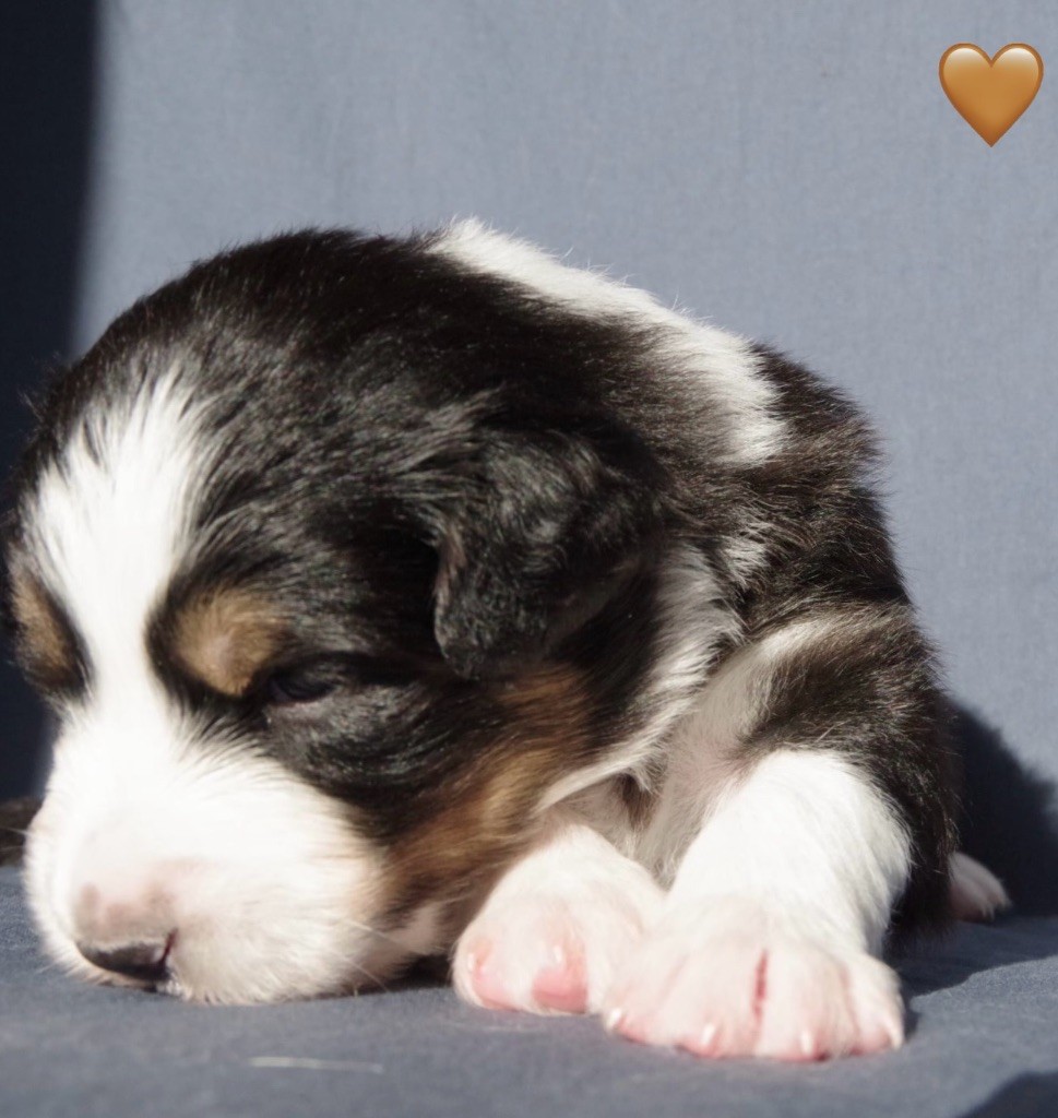 Des Joyaux De Luna - Chiots disponibles - Berger Australien