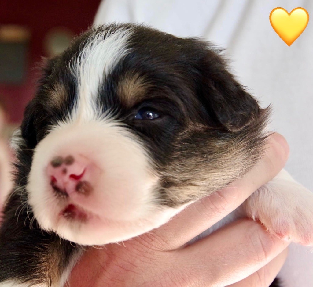 Des Joyaux De Luna - Chiots disponibles - Berger Australien