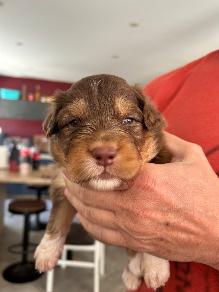 Des Joyaux De Luna - Chiots disponibles - Berger Australien