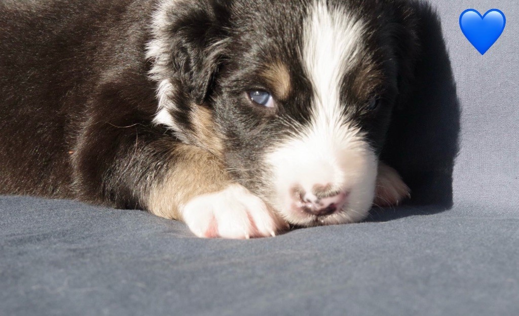 Des Joyaux De Luna - Chiots disponibles - Berger Australien