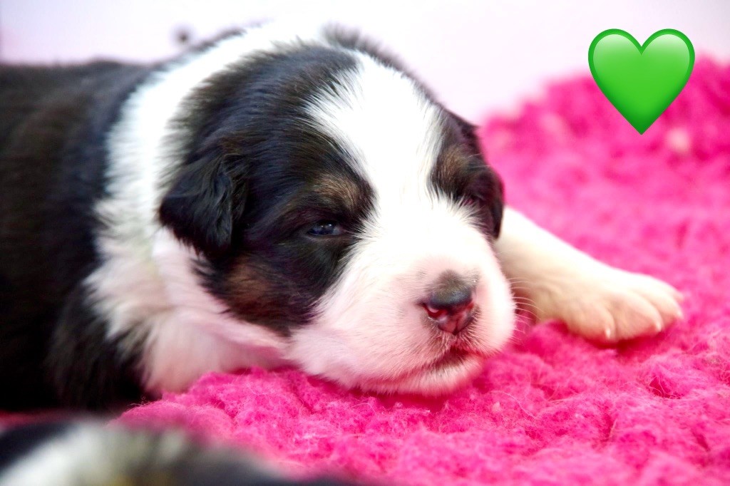 Des Joyaux De Luna - Chiots disponibles - Berger Australien