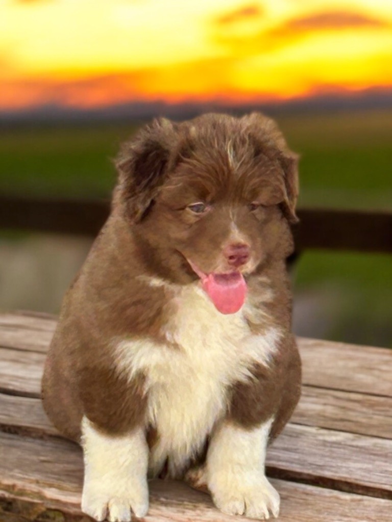 Des Joyaux De Luna - Chiots disponibles - Berger Australien