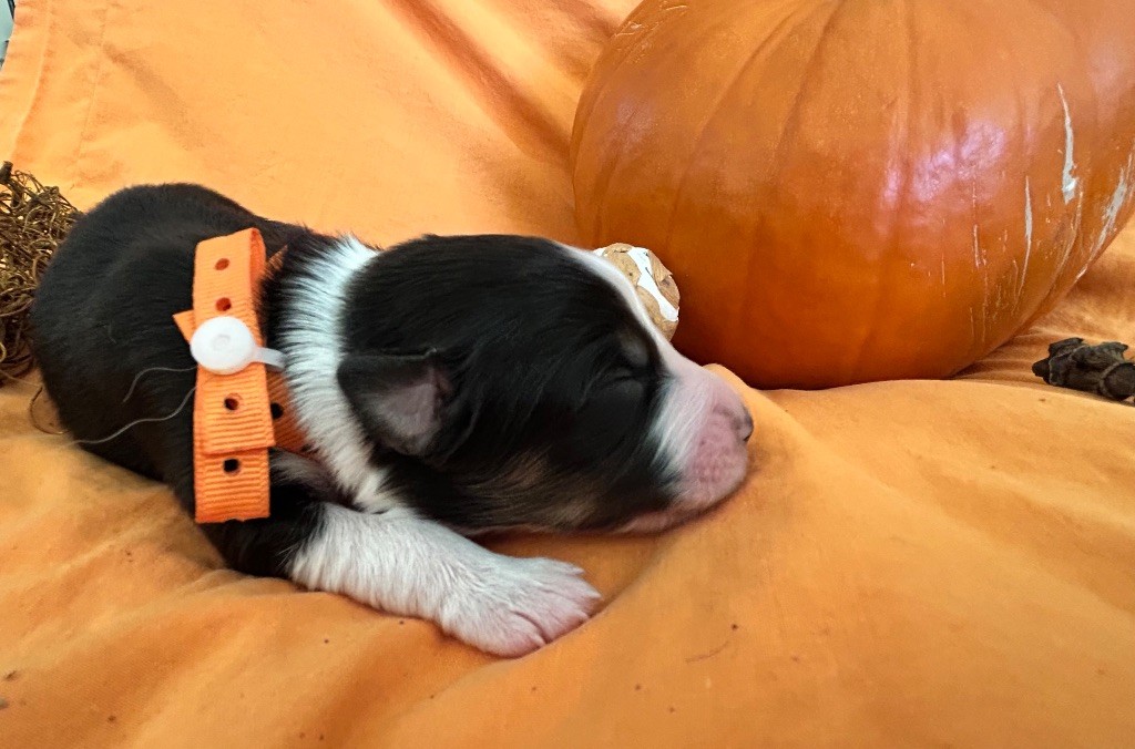 Des Joyaux De Luna - Chiots disponibles - Berger Australien