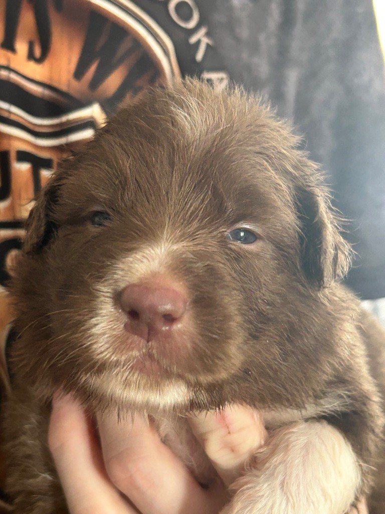Des Joyaux De Luna - Chiots disponibles - Berger Australien