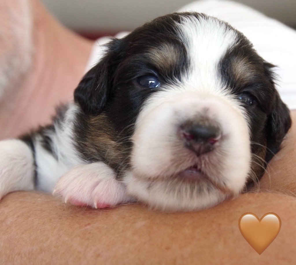 Des Joyaux De Luna - Chiots disponibles - Berger Australien