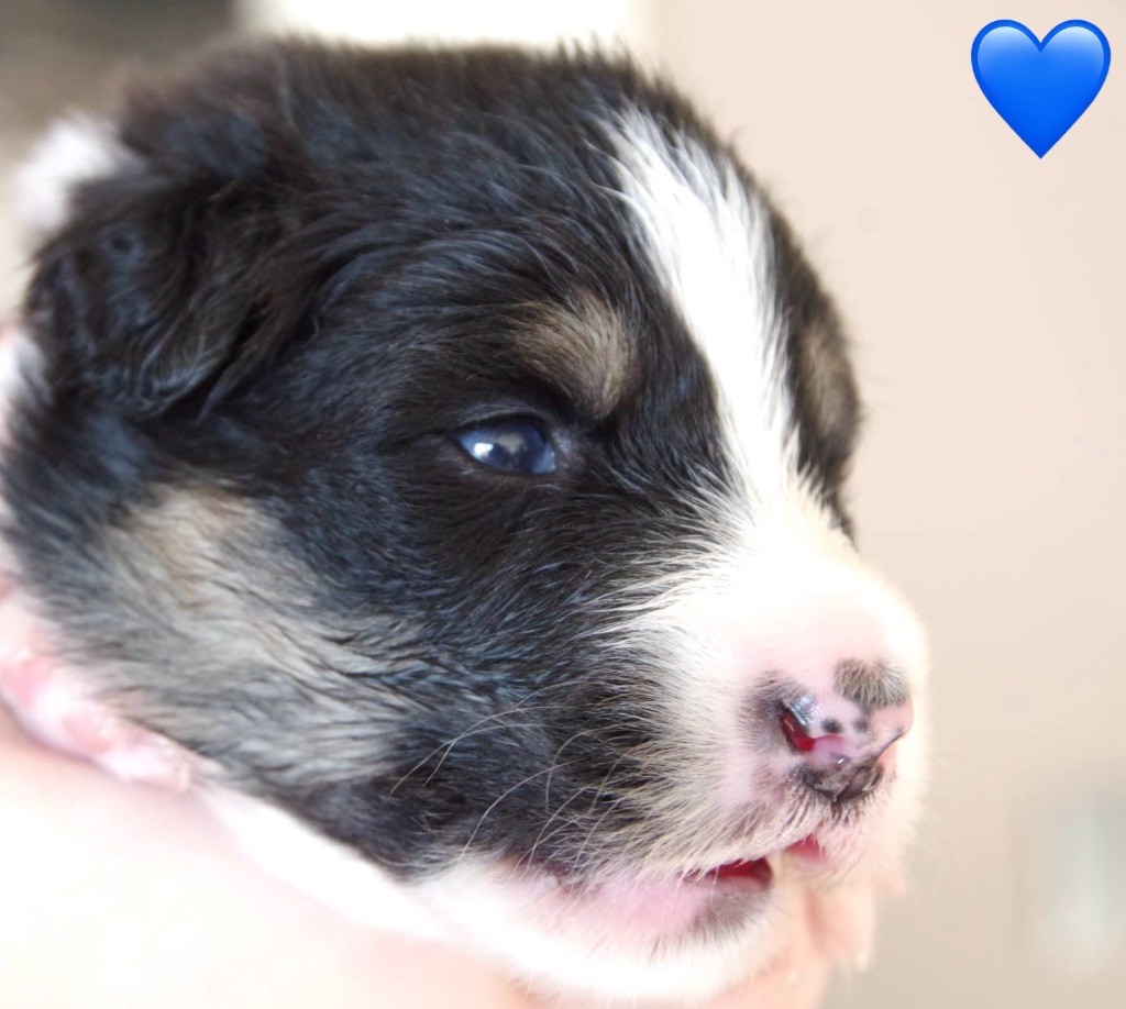 Des Joyaux De Luna - Chiots disponibles - Berger Australien