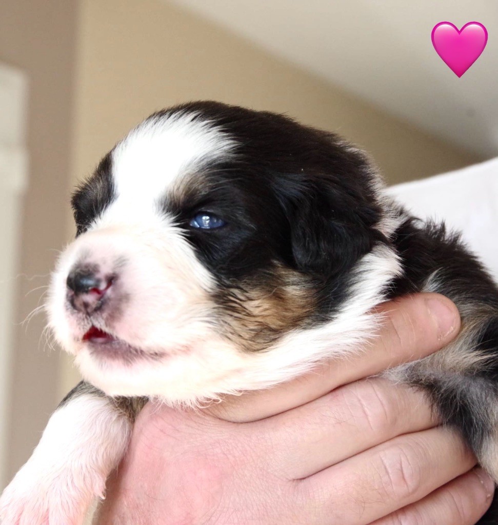 Des Joyaux De Luna - Chiots disponibles - Berger Australien