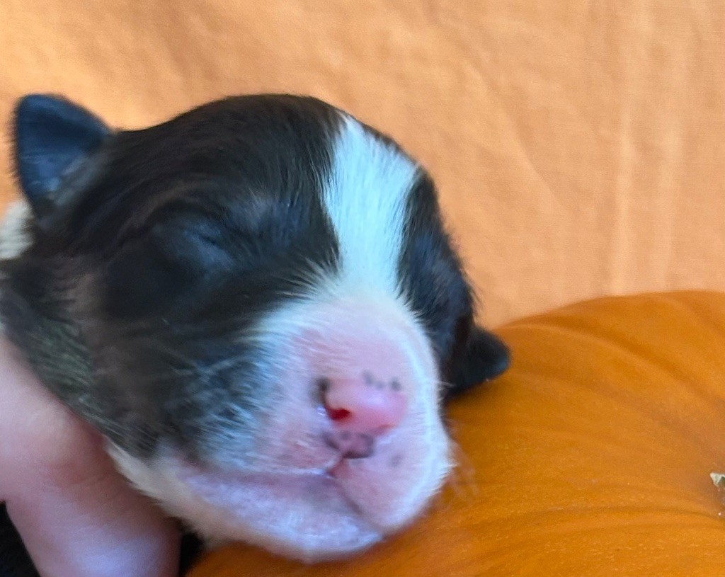 Des Joyaux De Luna - Chiots disponibles - Berger Australien